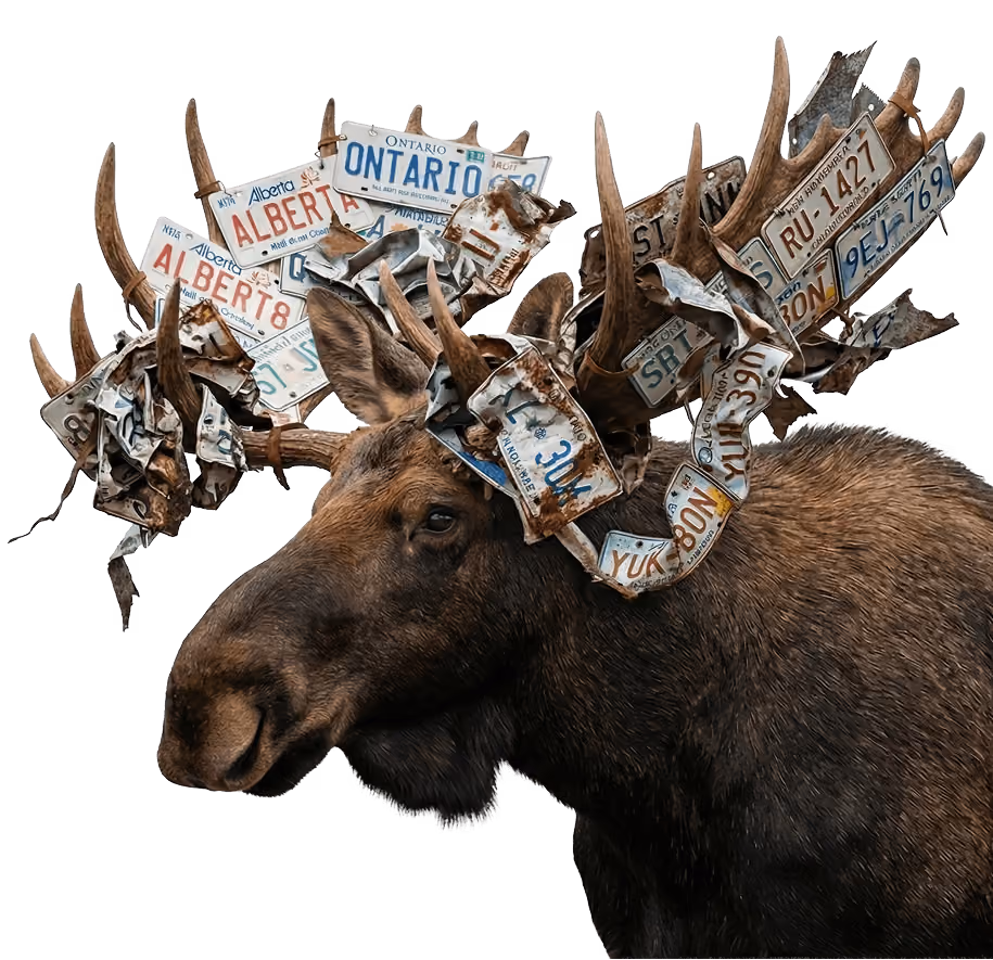 Moose with large antlers entangled with multiple old and rusty license plates from various regions.