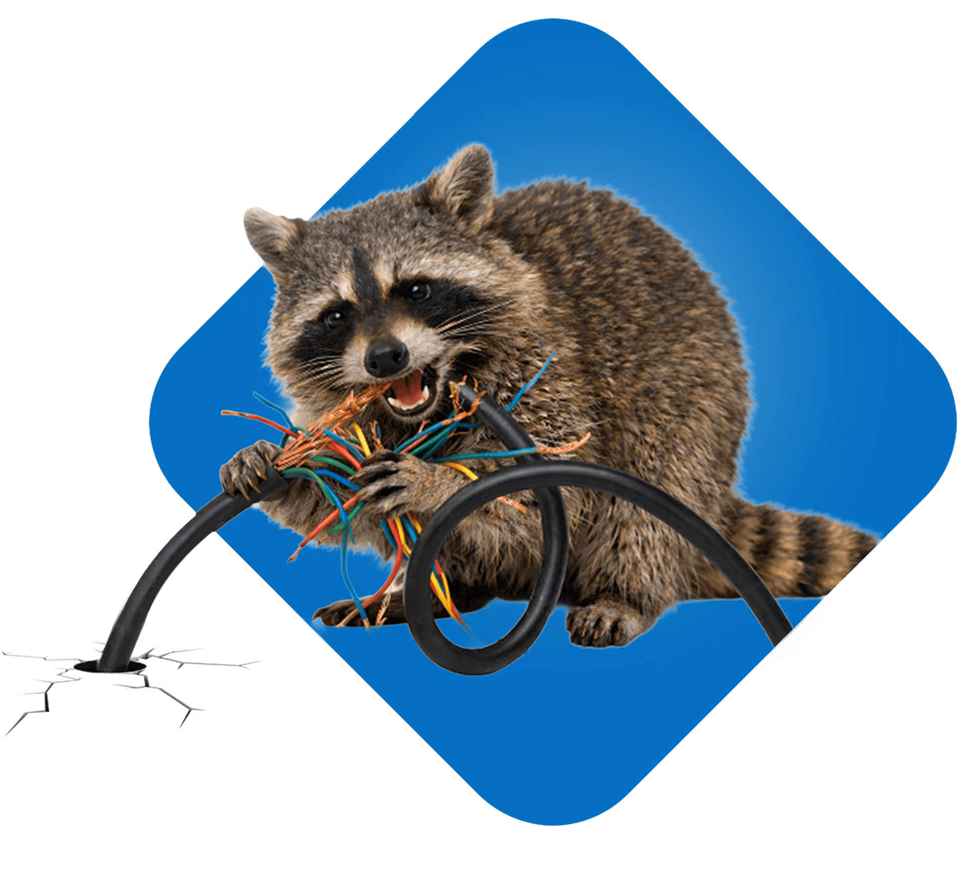 Raccoon biting and holding a damaged electrical cable with exposed colored wiring on a blue background.