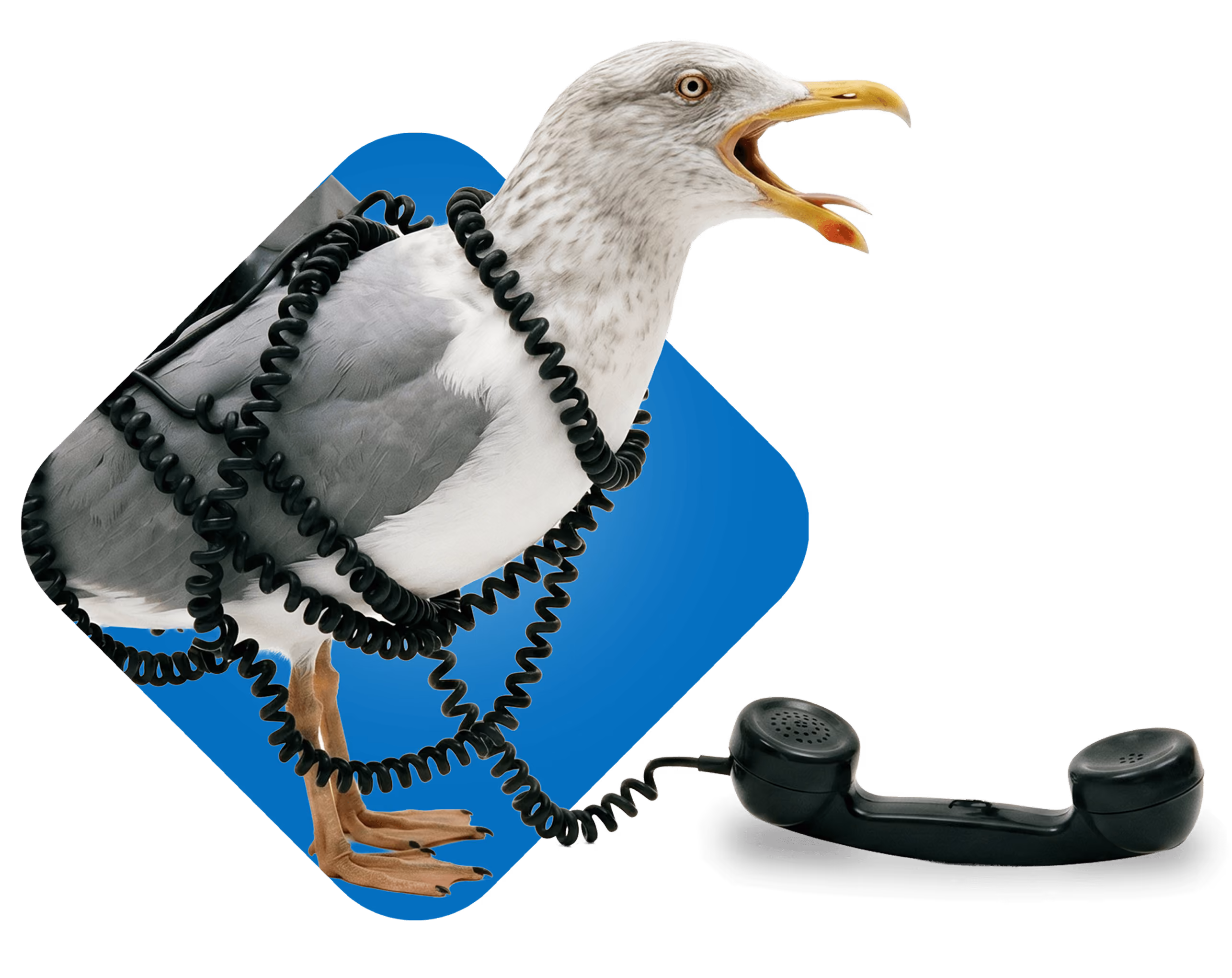 Seagull wrapped in a black telephone cord next to a vintage handset on a blue background.