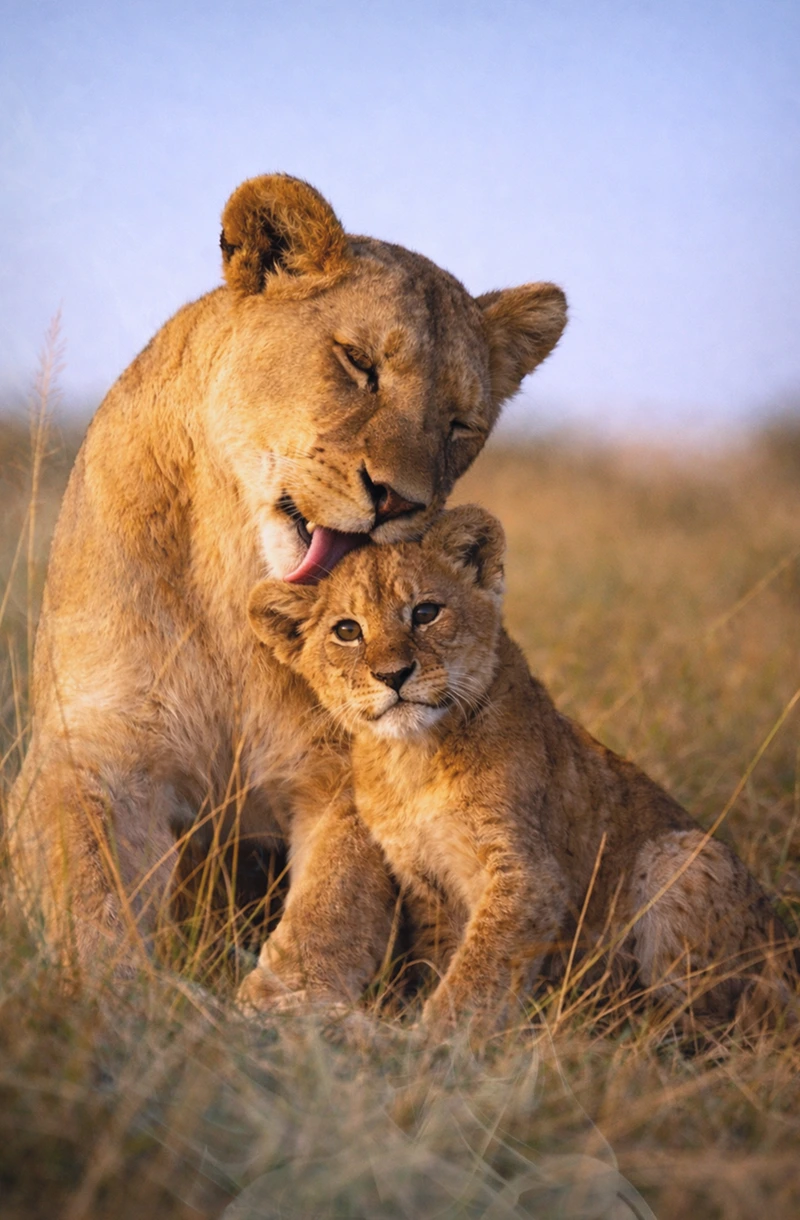 Lioness grooming her cub while sitting closely in tall dry grass with a clear blue sky background.