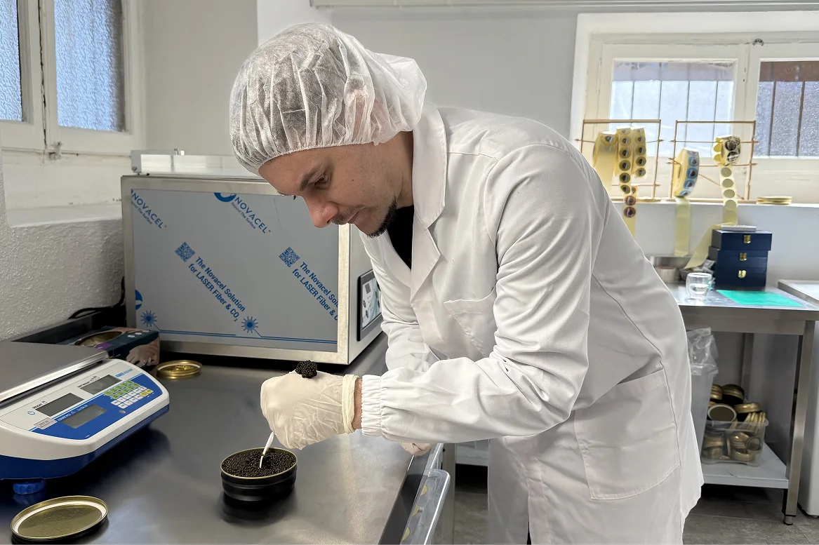 Operatore in camice bianco seleziona manualmente caviale premium in laboratorio