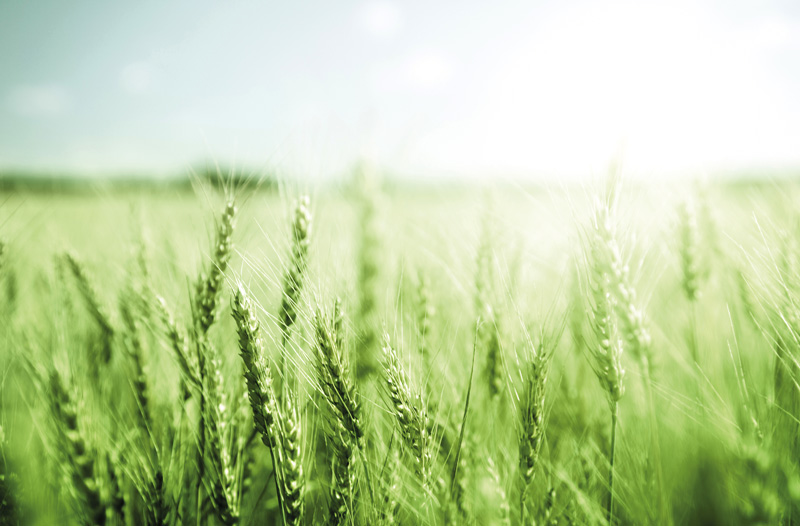 Vista Foods Image of Feild to Showcase Food You Can Trust
