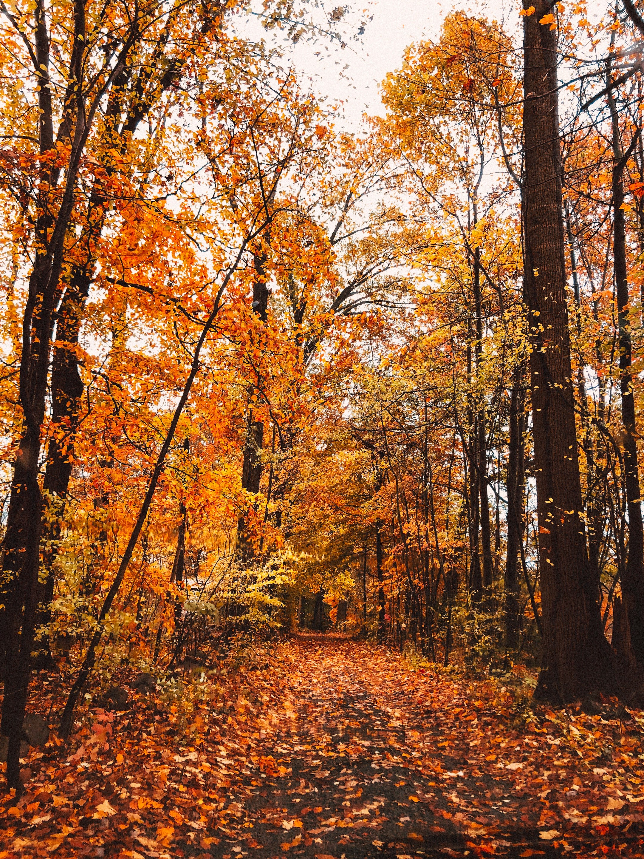 Late fall leaves