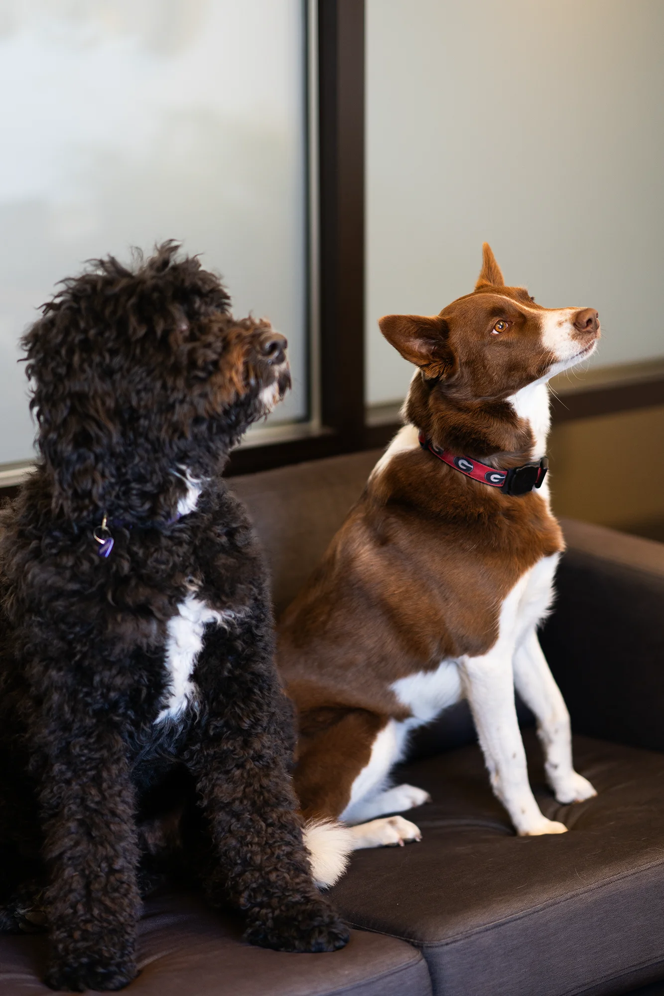 The Ivy Street Design dogs