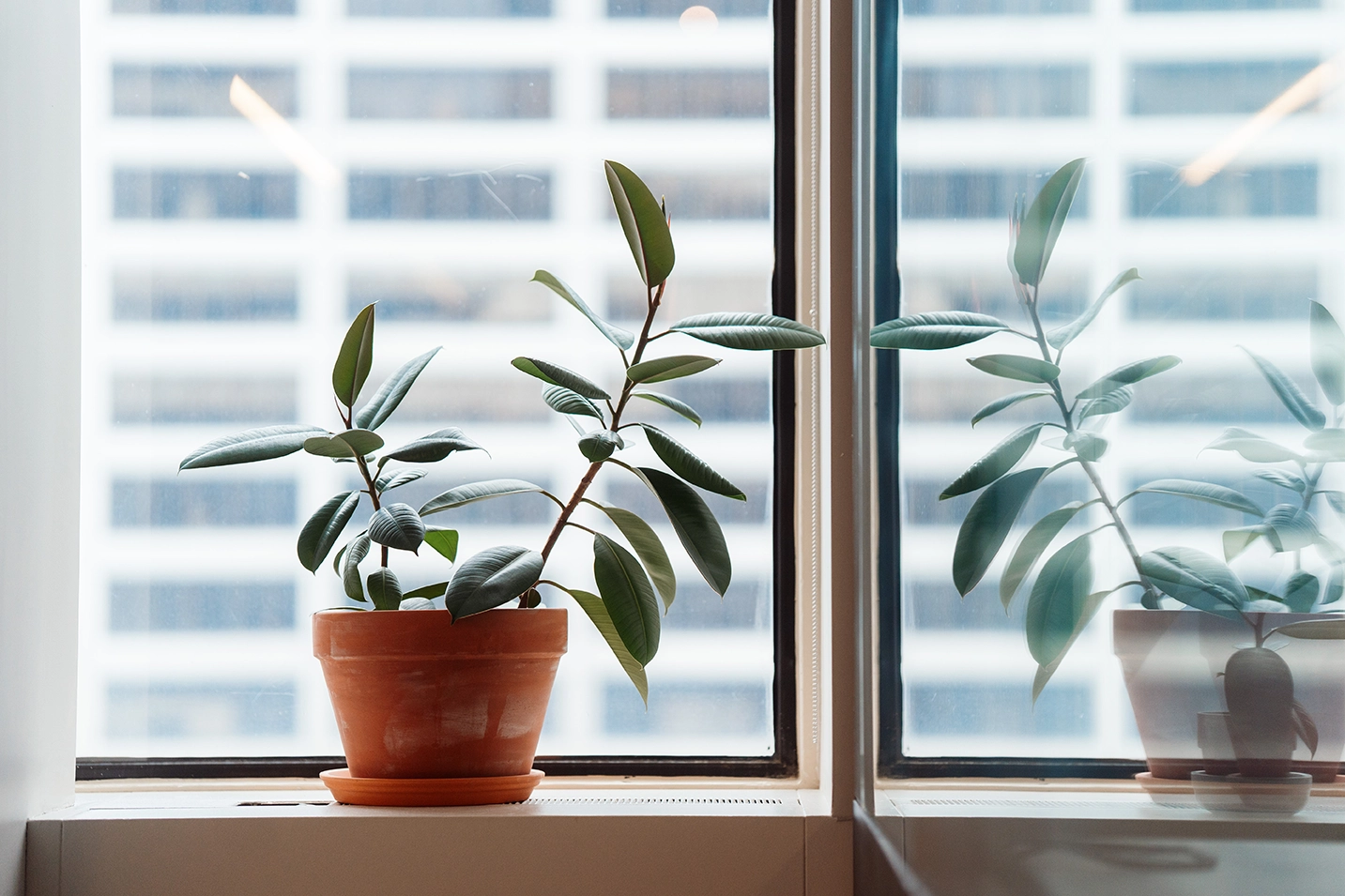 A potted rubber plant with green leaves on a windowsill reflecting in the glass beside it.