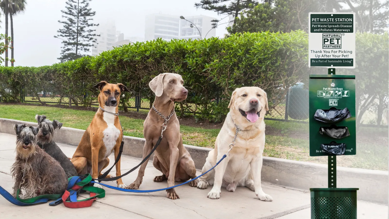 Four leashed community dogs waiting beside a CoPS on Doody pet waste station