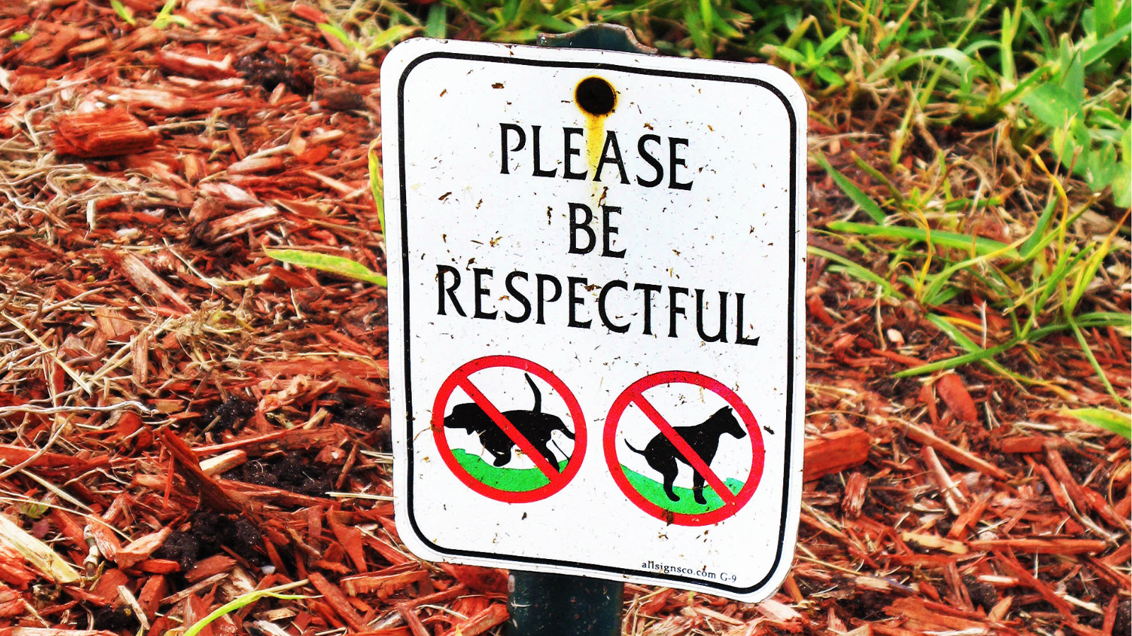 image of animal adoption events