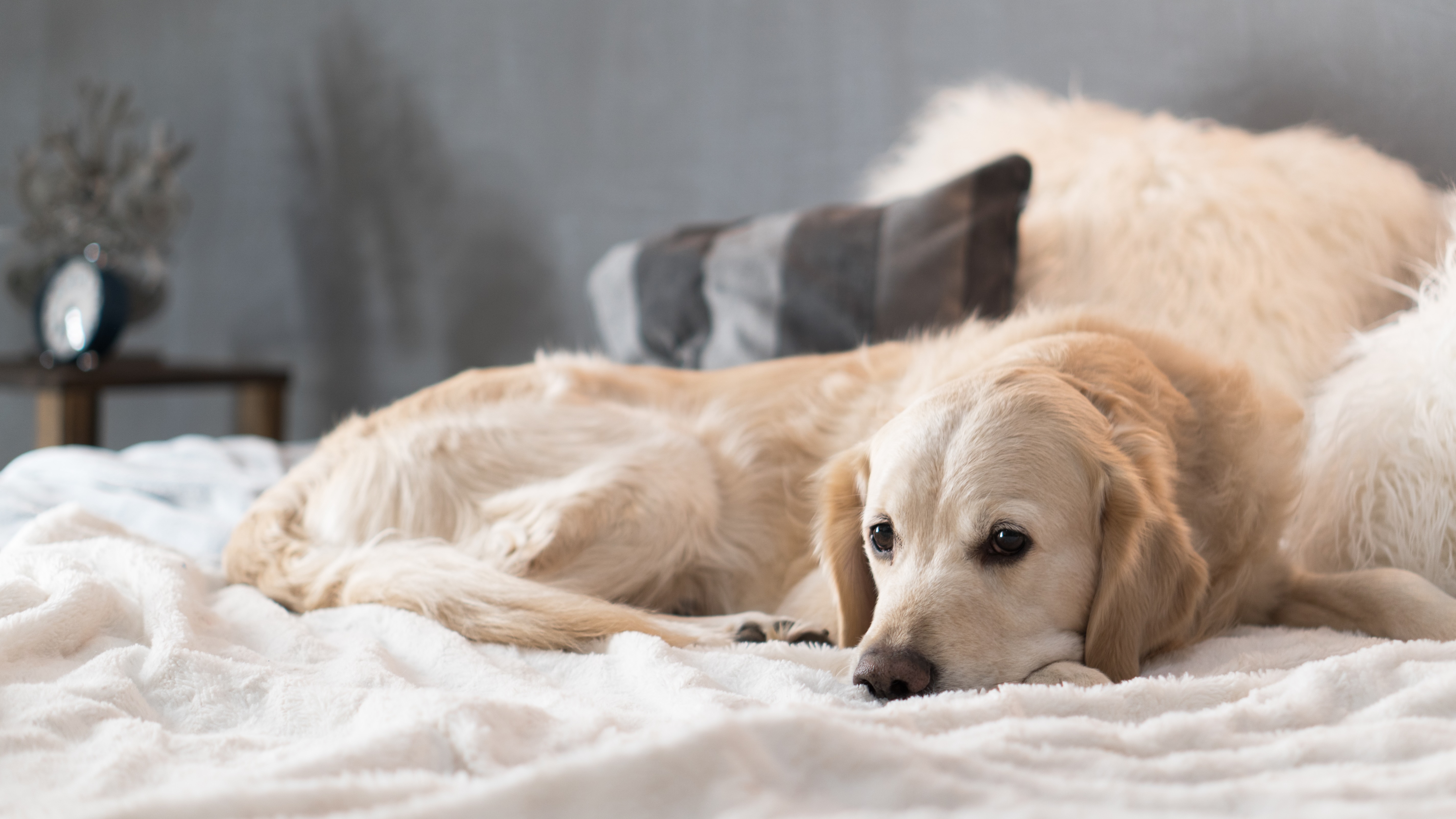 Dog laying on the bed stock image