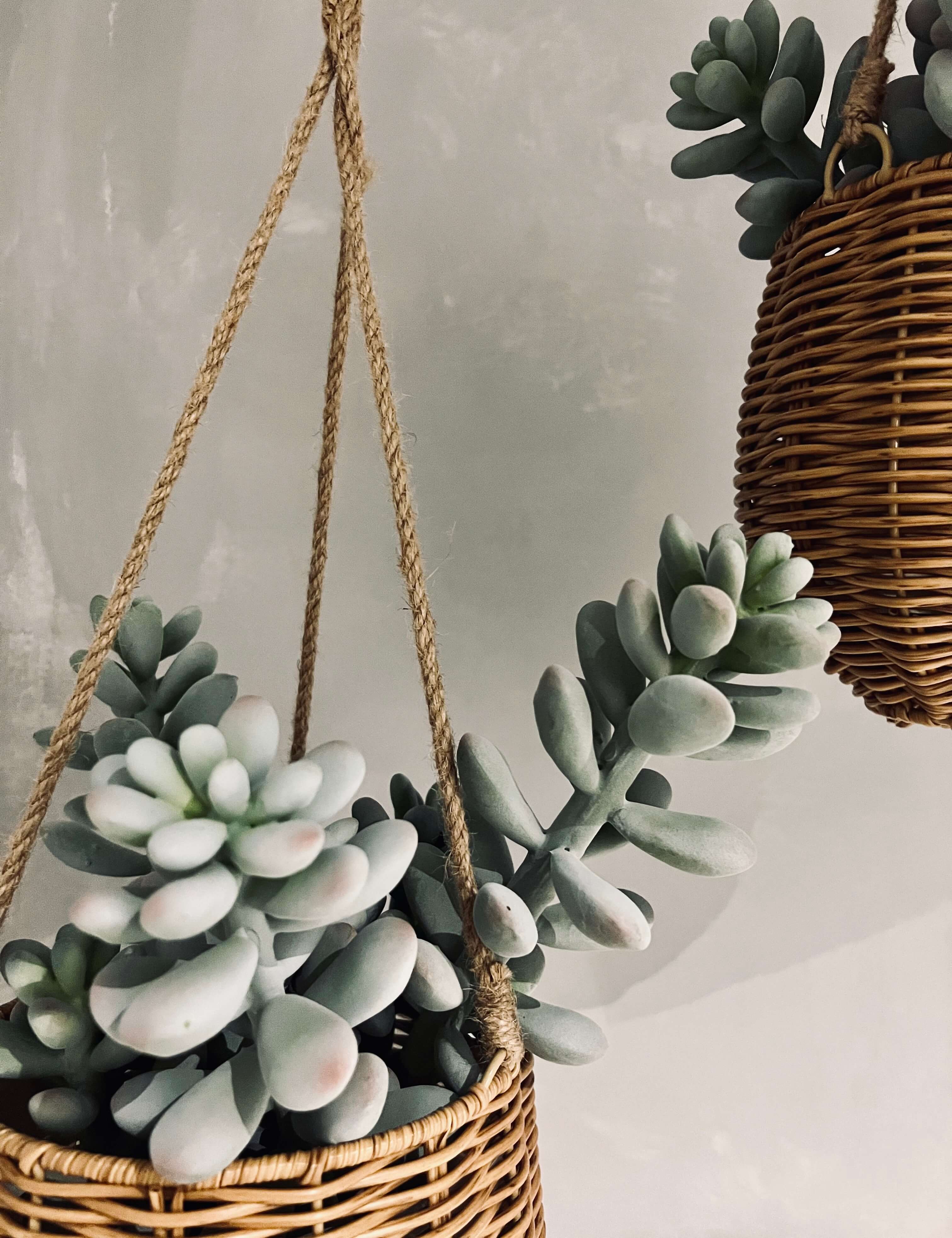 Plants closeup