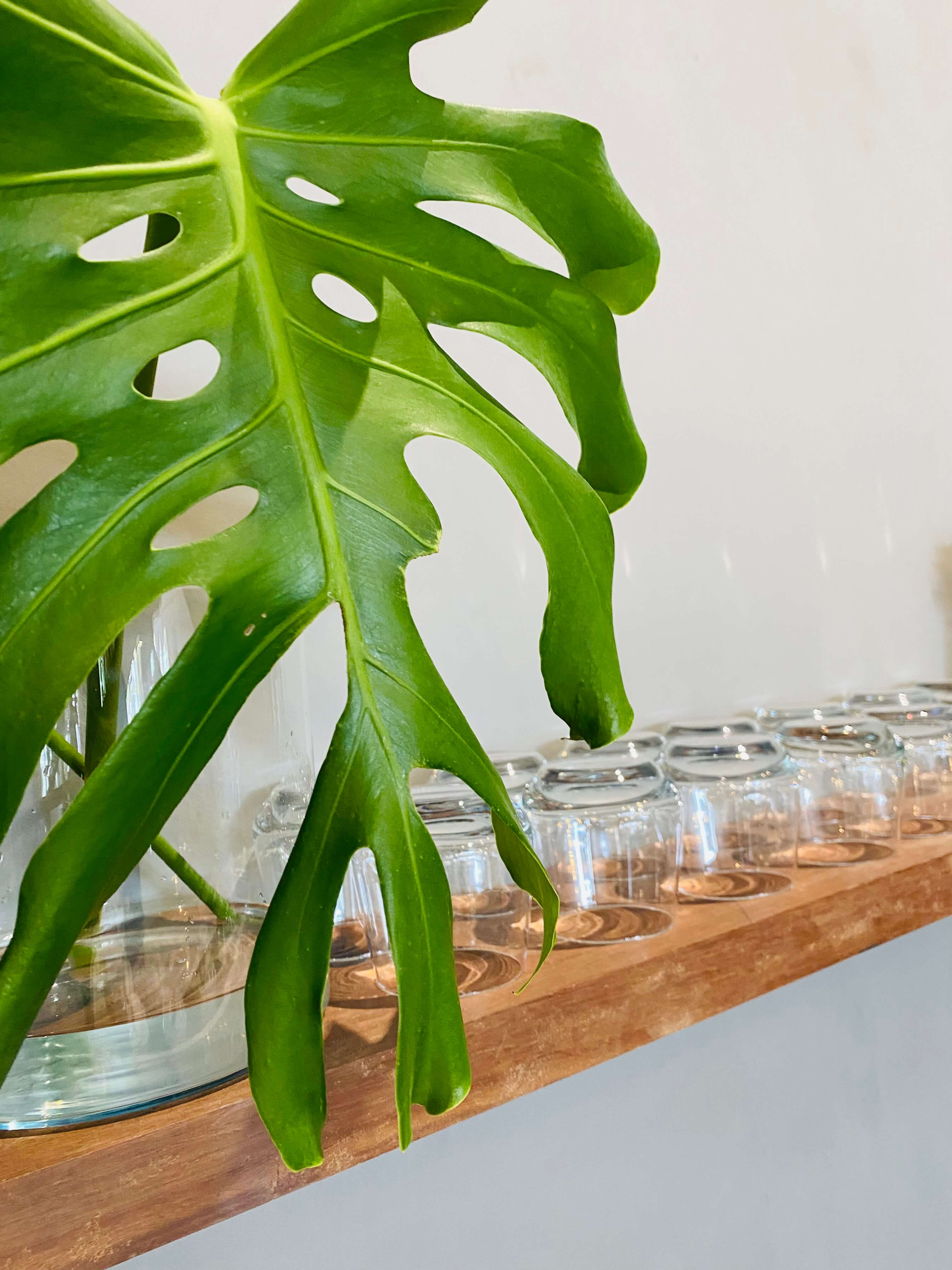 Greenery and glasses