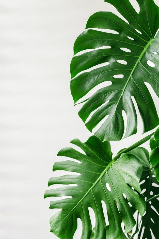 Greenery against wall