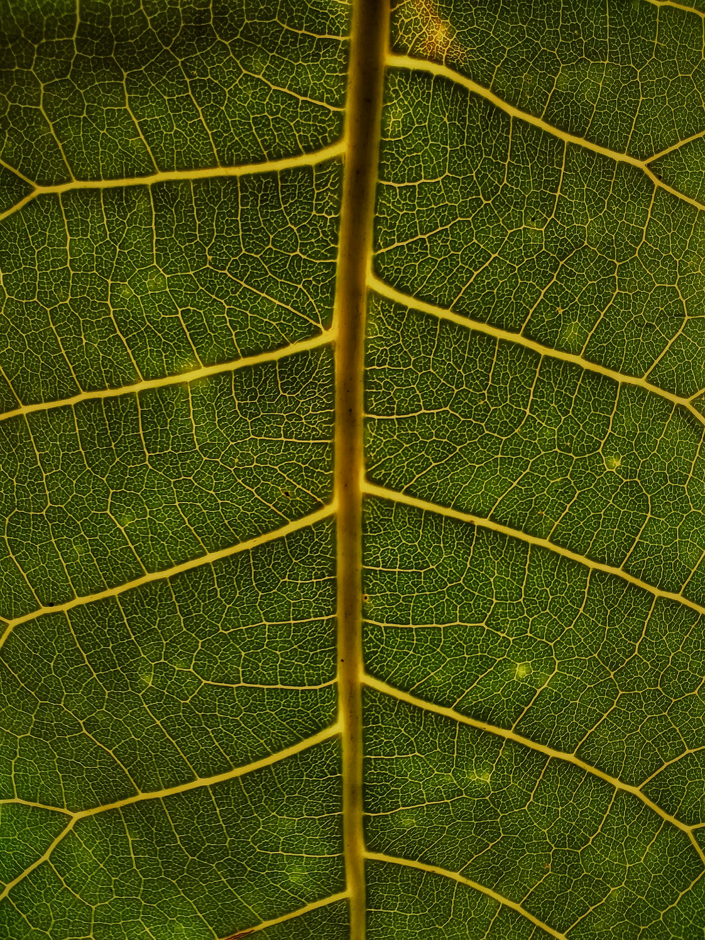 Close-up of a green leaf showing detailed veins and central stem.