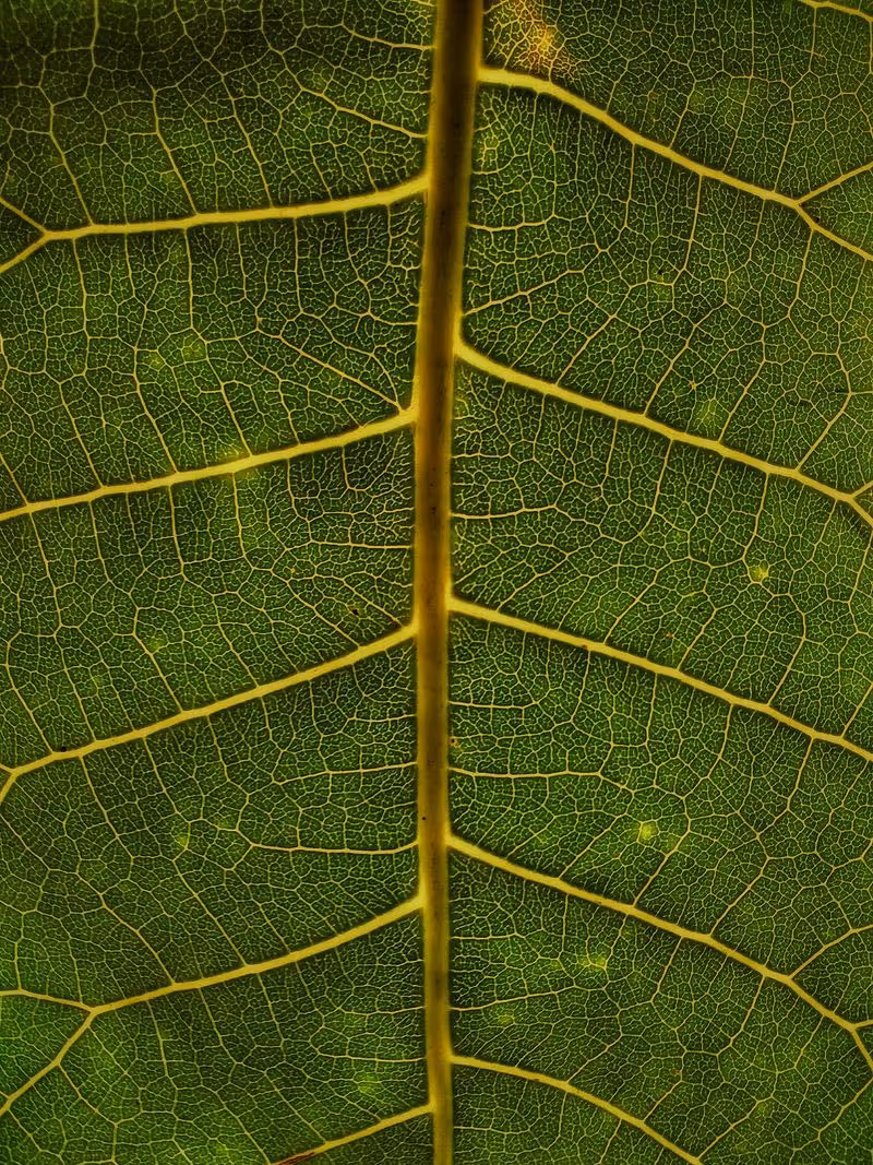 Close-up of a green leaf showing detailed yellow veins and intricate texture.