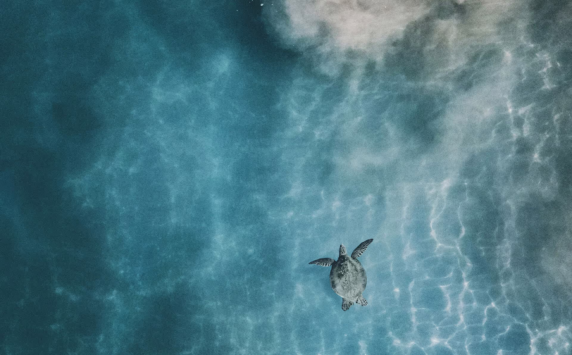 Eine Luftaufnahme einer Schildkröte, die elegant im Ozean schwimmt, umgeben von klarem, blauem Wasser.