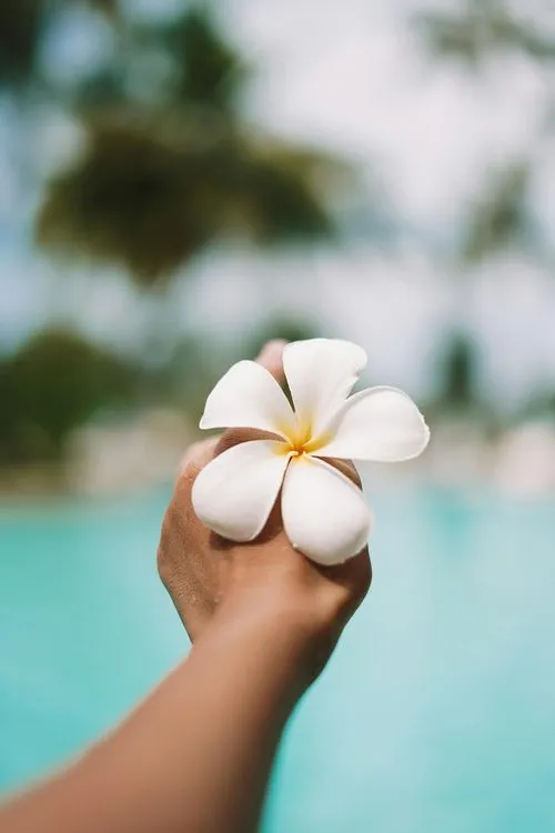 Eine Person hält eine weiße Blume in der Nähe eines Pools.