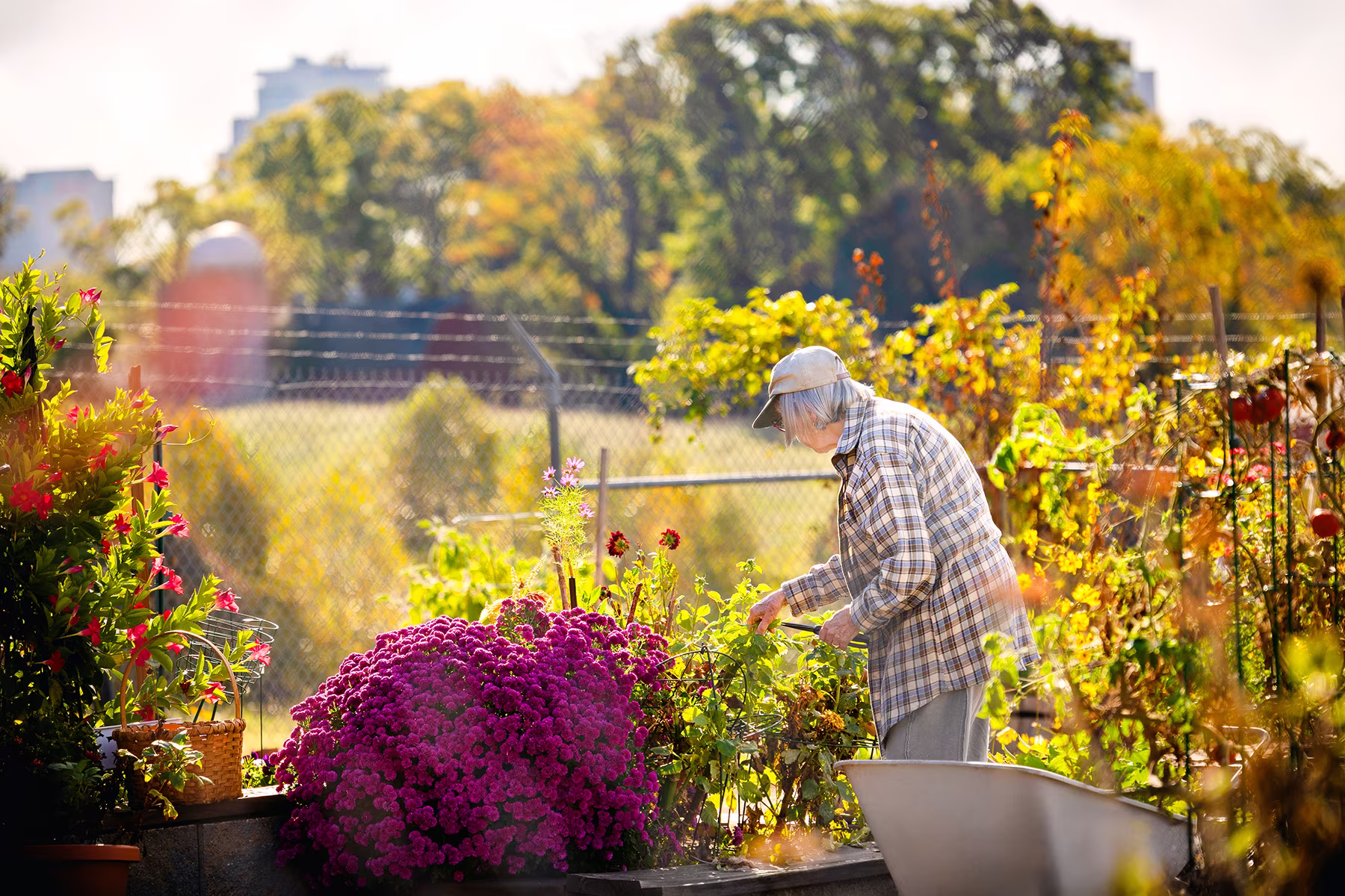 An elderly person tends to vibrant flowers in a garden on a sunny day.