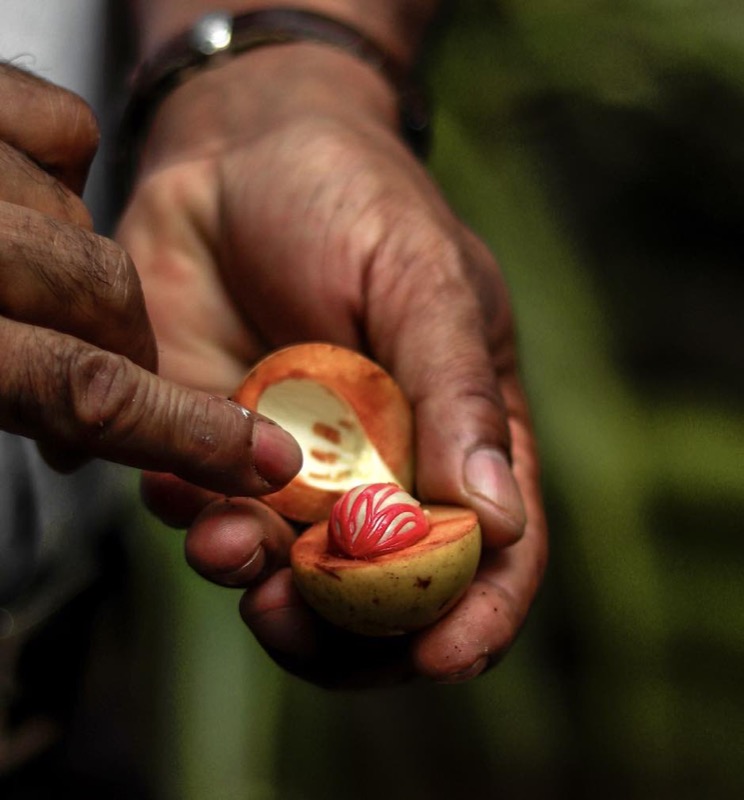 Fresh Grenadian nutmeg used in Blue Light Caribbean Gin