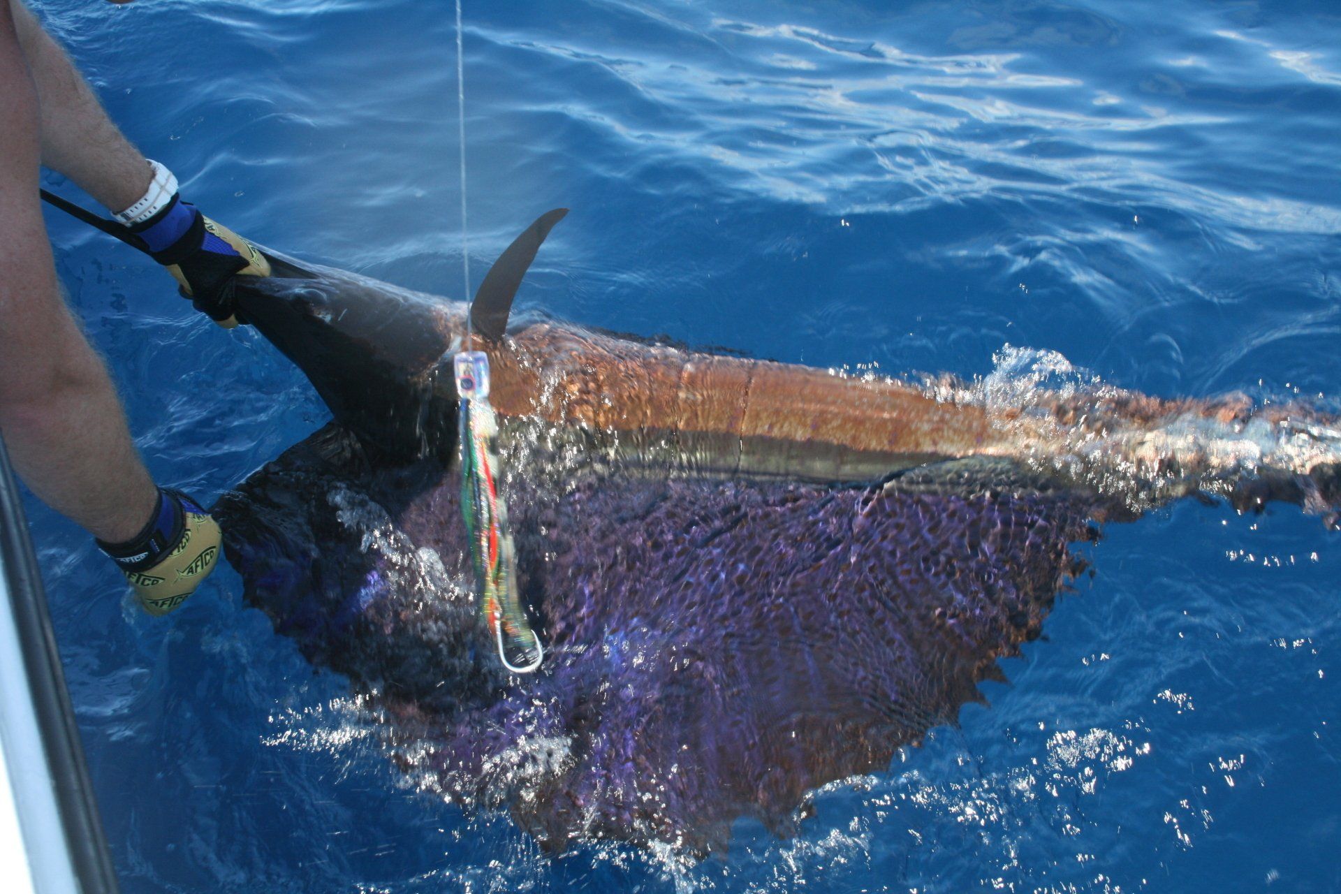 Game fishing catch from Rum Knuckles Grenada