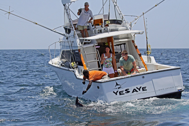 Yes Aye sportfishing boat releasing a marlin in Grenada