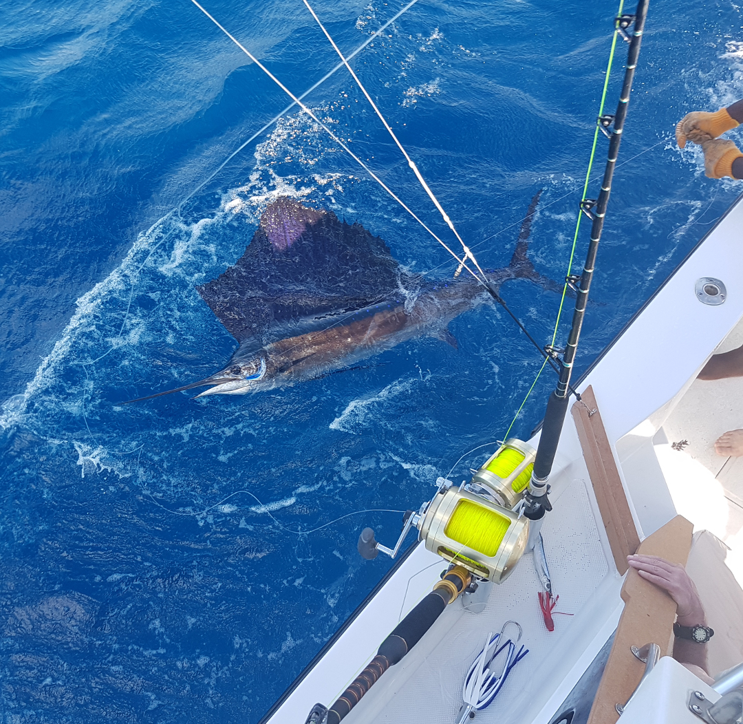 Sailfish alongside Yes Aye during a Grenada sportfishing charter