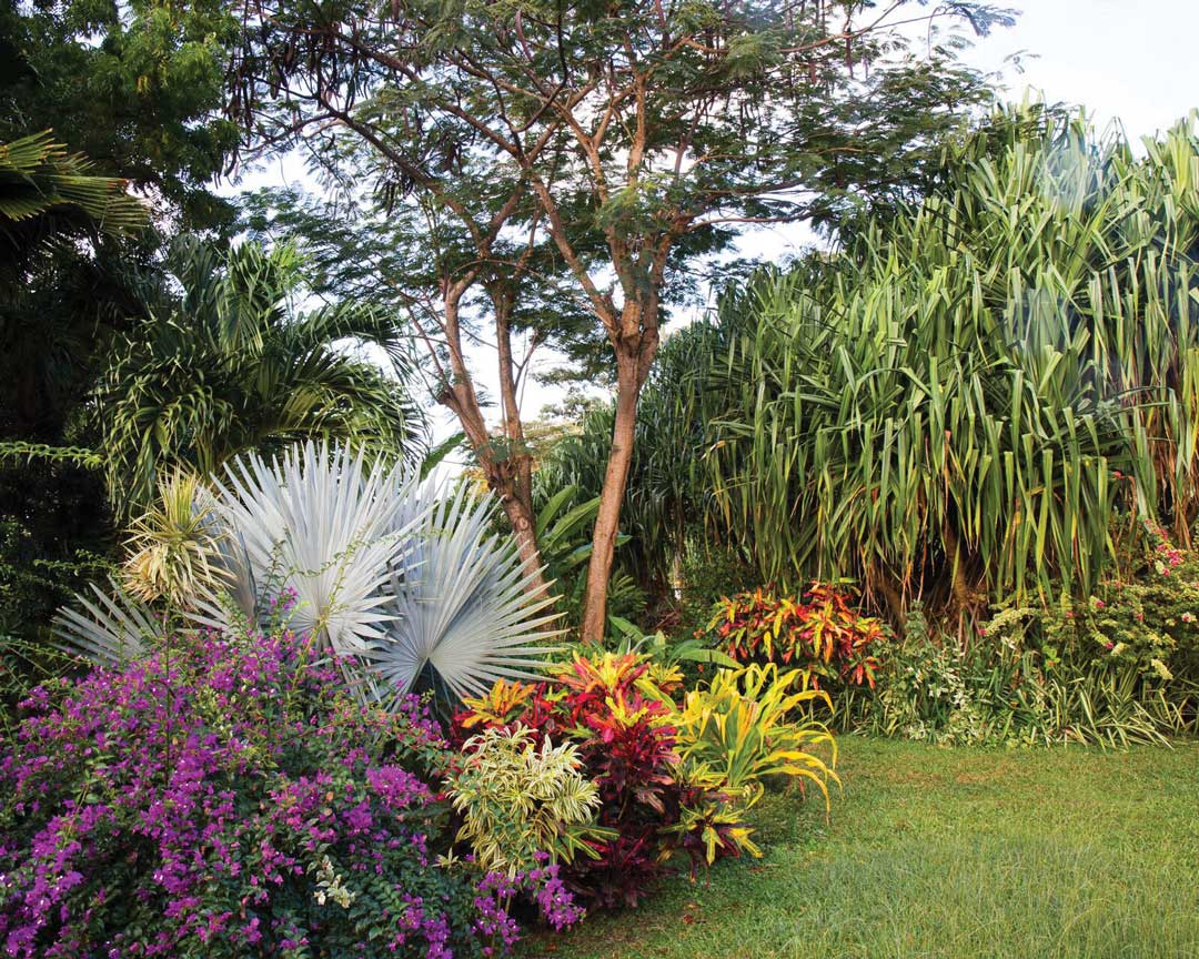 Tropical planting at Smithy's Garden Grenada