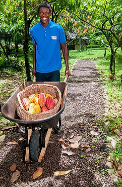 Jouvay Chocolate Diamond Estate visitor experience
