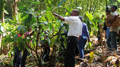 Jouvay model organic cocoa farm