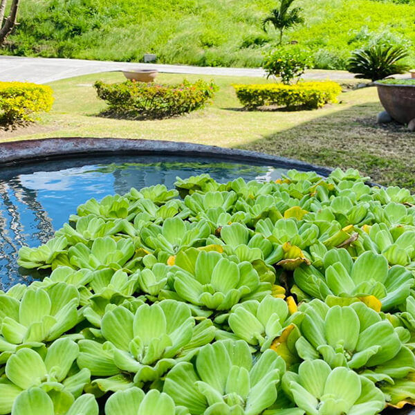 Siesta Hotel tropical gardens and pond