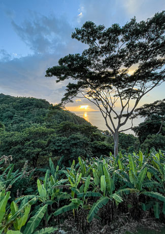 Mount Edgecombe Estate gardens