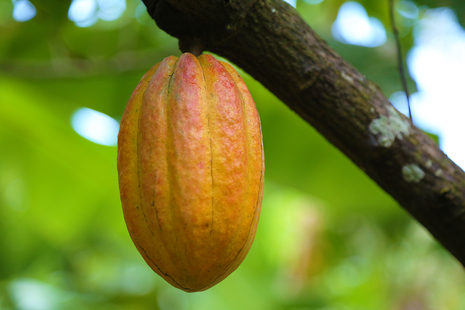 Cacao growing at Mount Edgecombe Estate