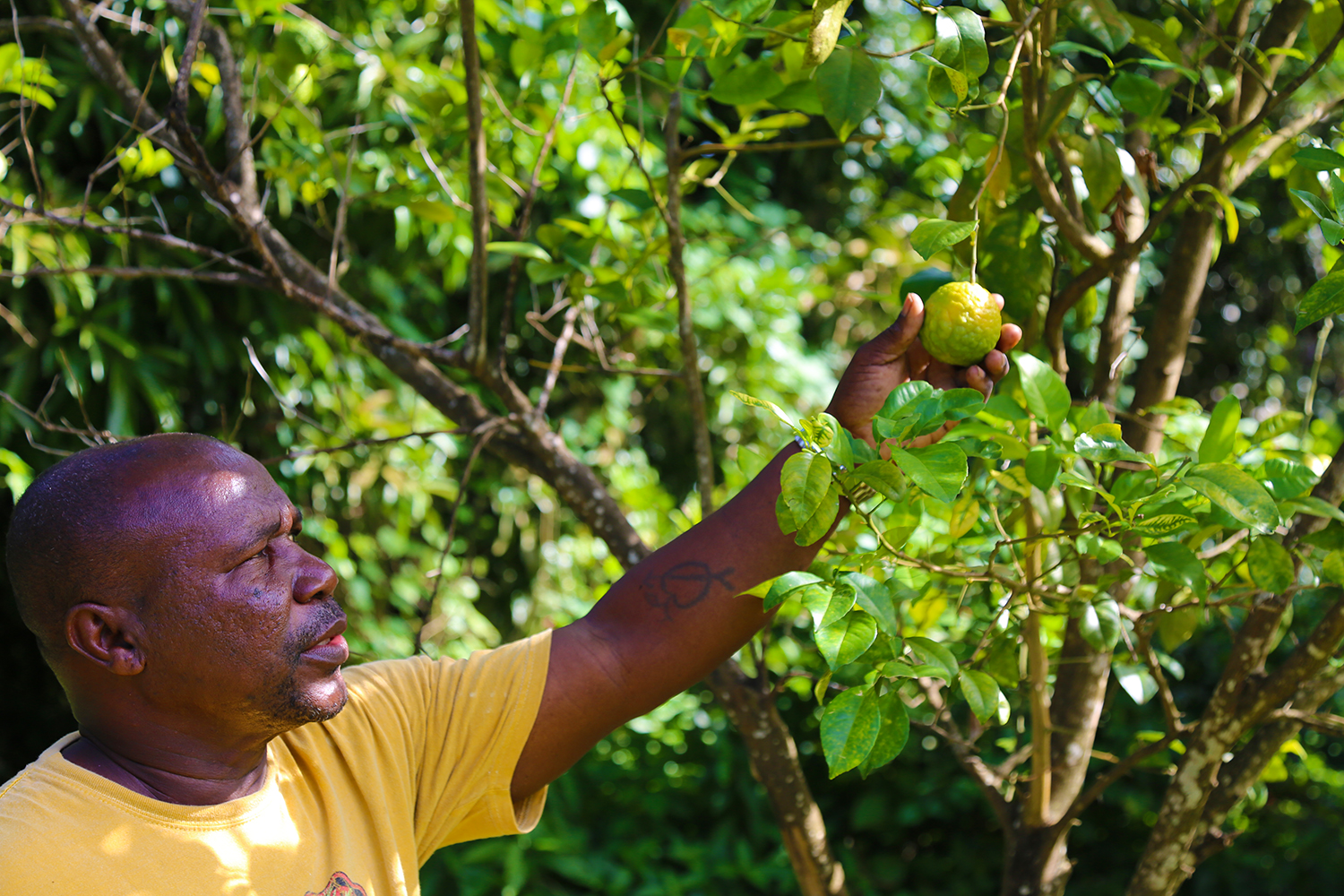 Mount Edgecombe Estate grounds and wildlife