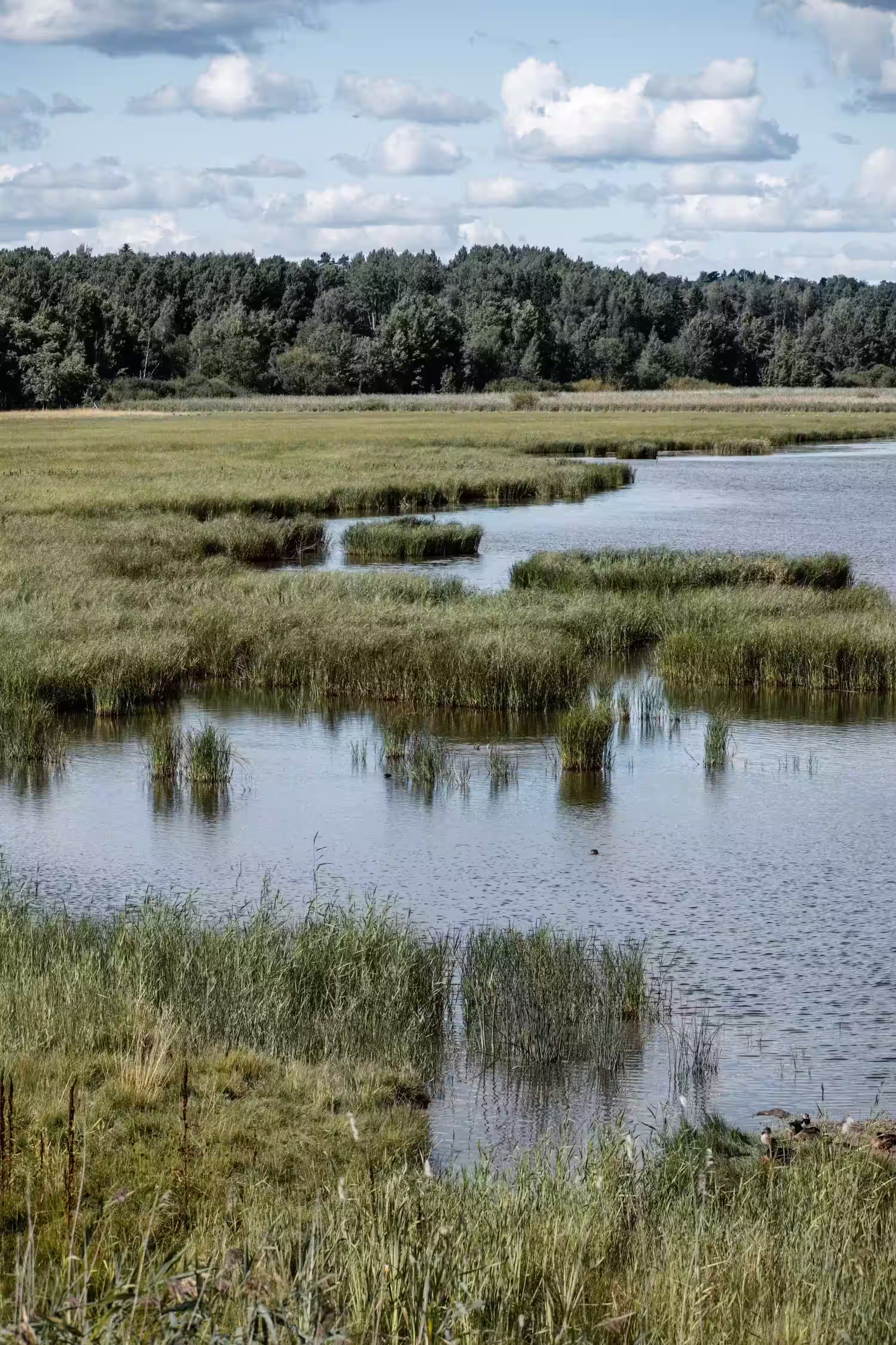 Une vue d'un milieux aquatique d'Amérique du Nord, environnement de prédilection des Châtaignes d'eau, une plante exotique envahissante