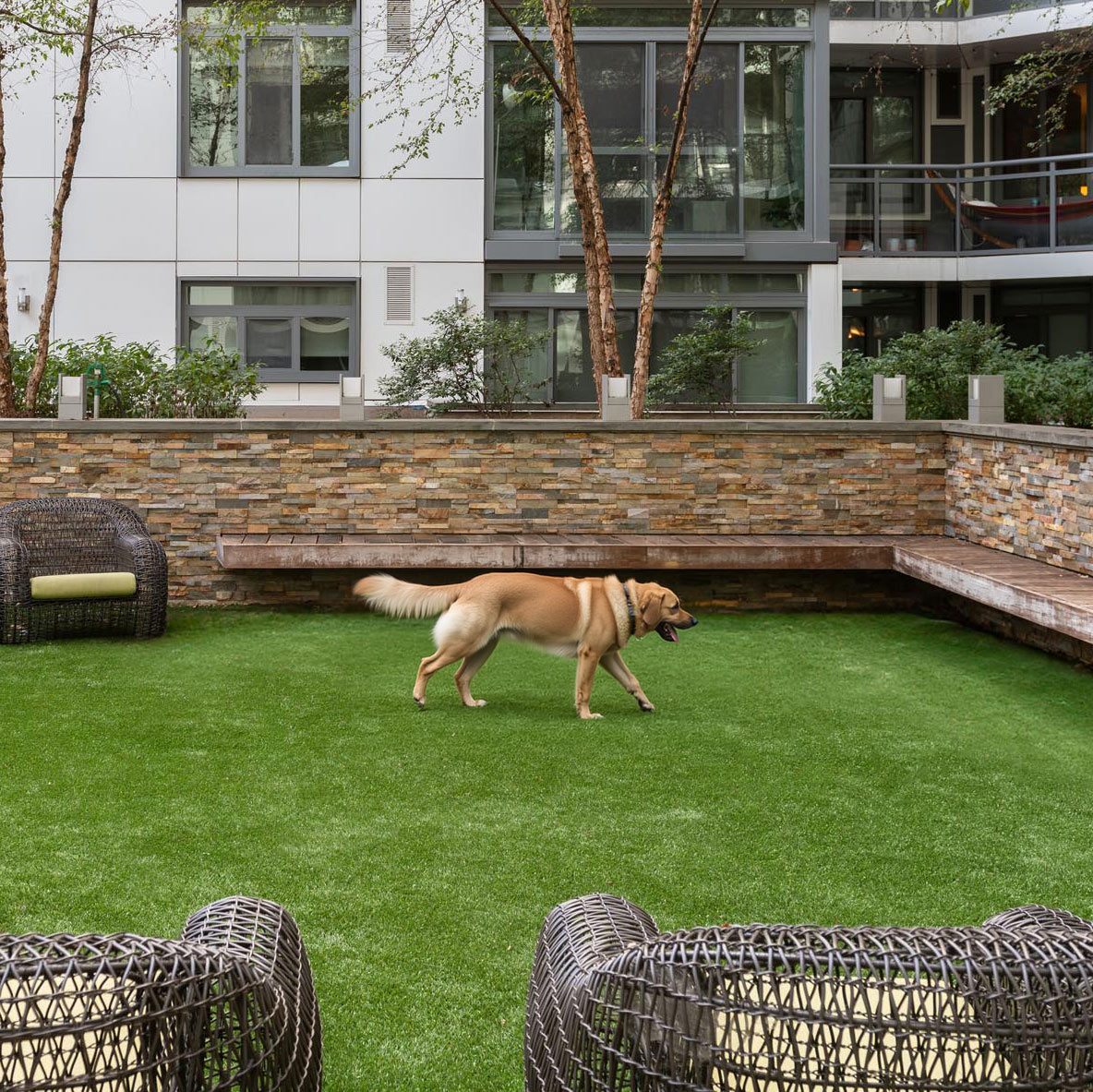 Dog on the lawn in Lydian’s landscaped courtyard