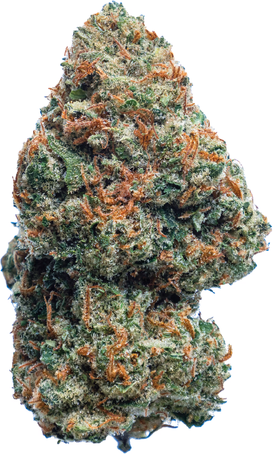 Jack Herer