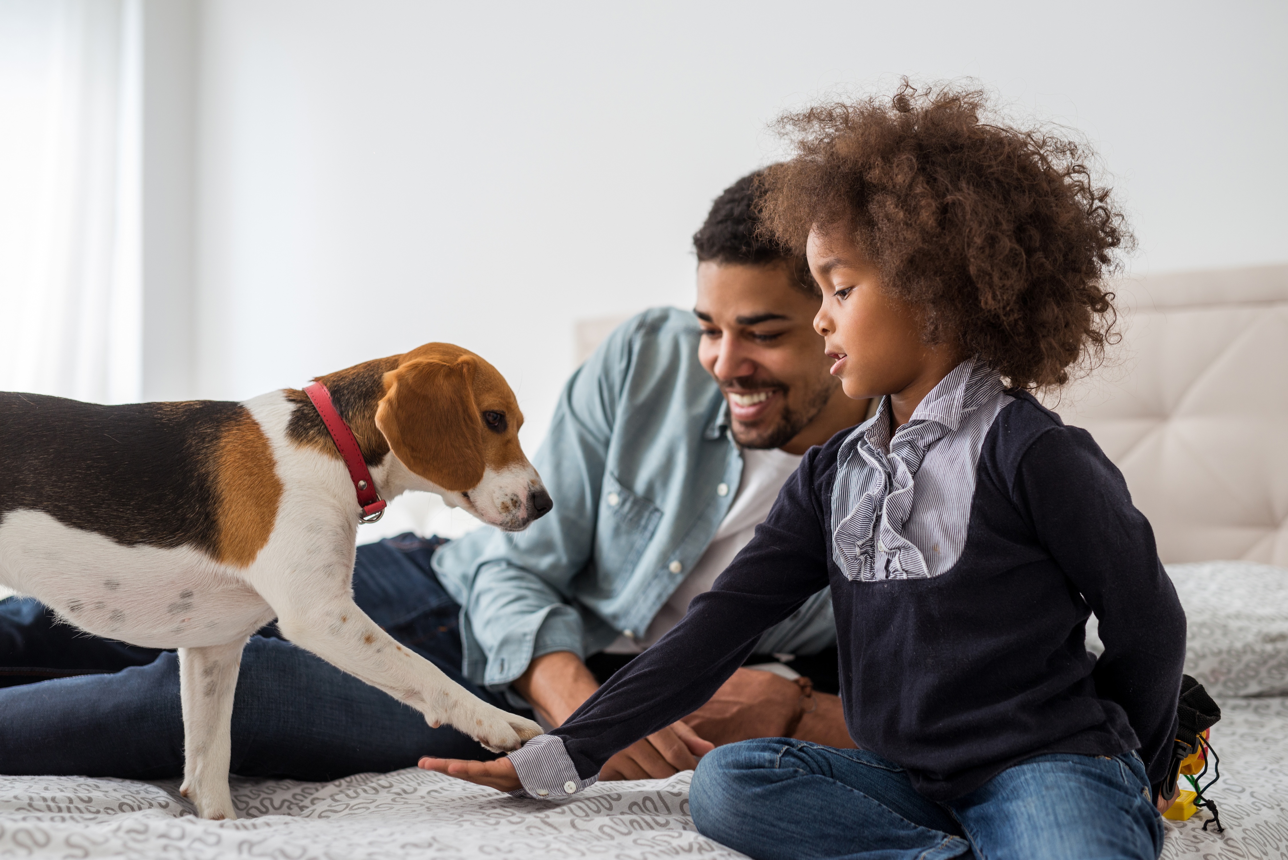 Dog and son playing with dog stock image