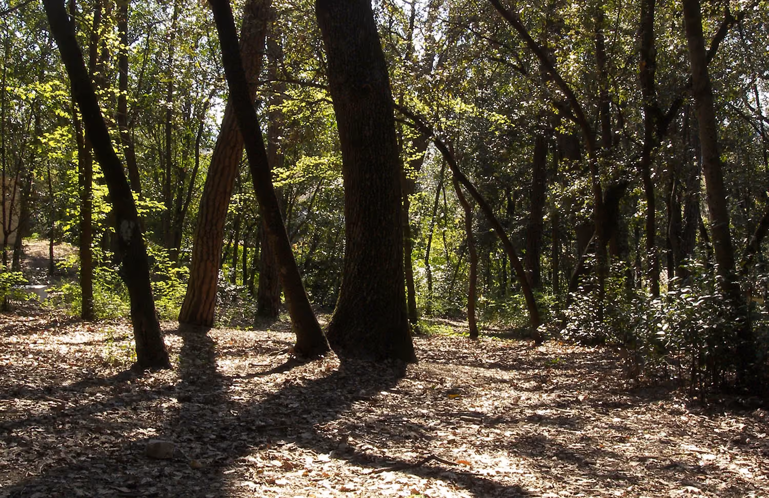 Dans la forêt du parc du château, on y voit principalement des pins maritimes