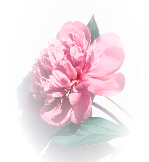 Bright pink peony flower with green leaves on a white background casting shadows.