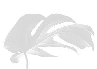 Close-up of a single black monstera leaf with deep cuts on a white background.