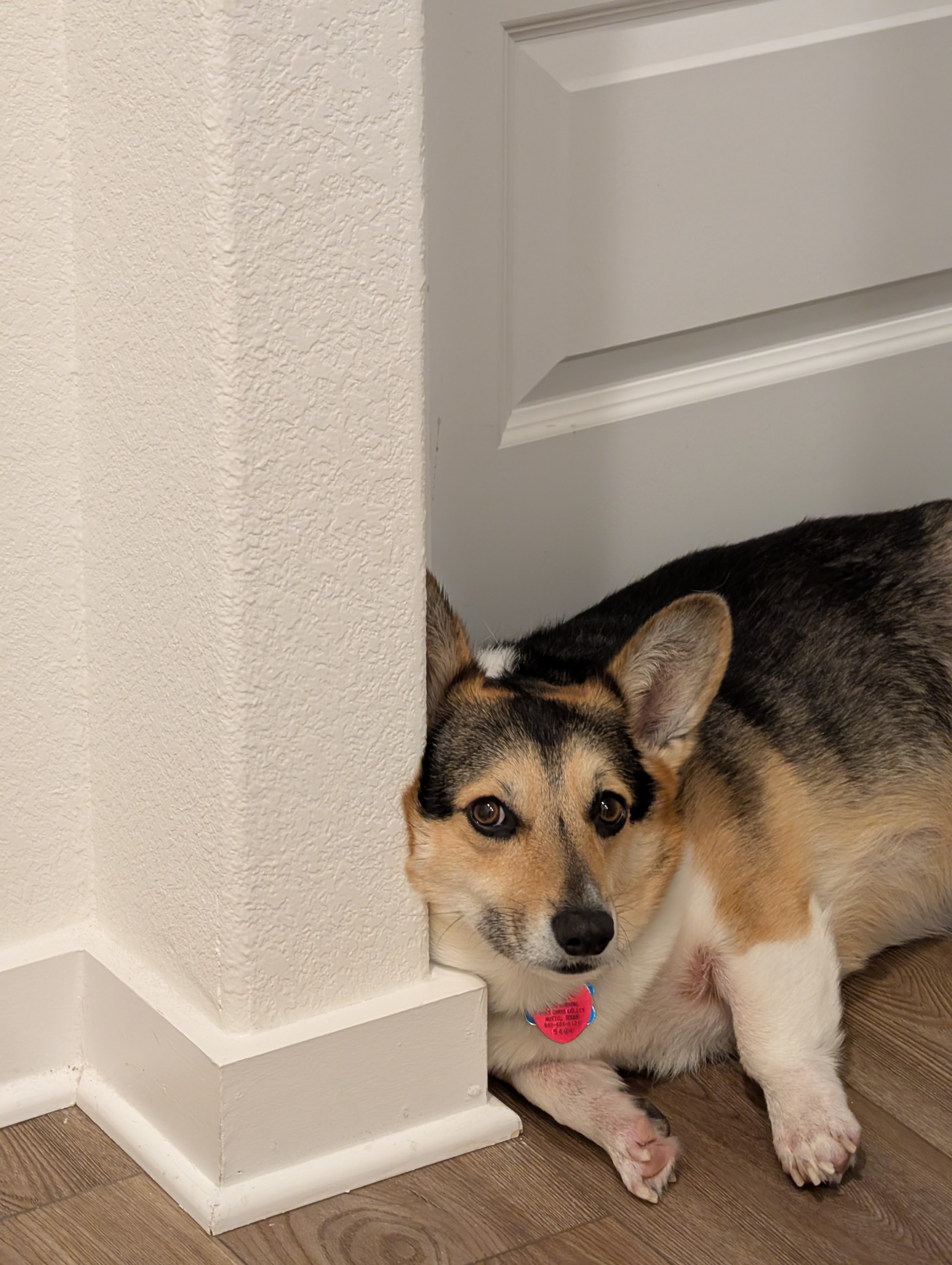 The other dog