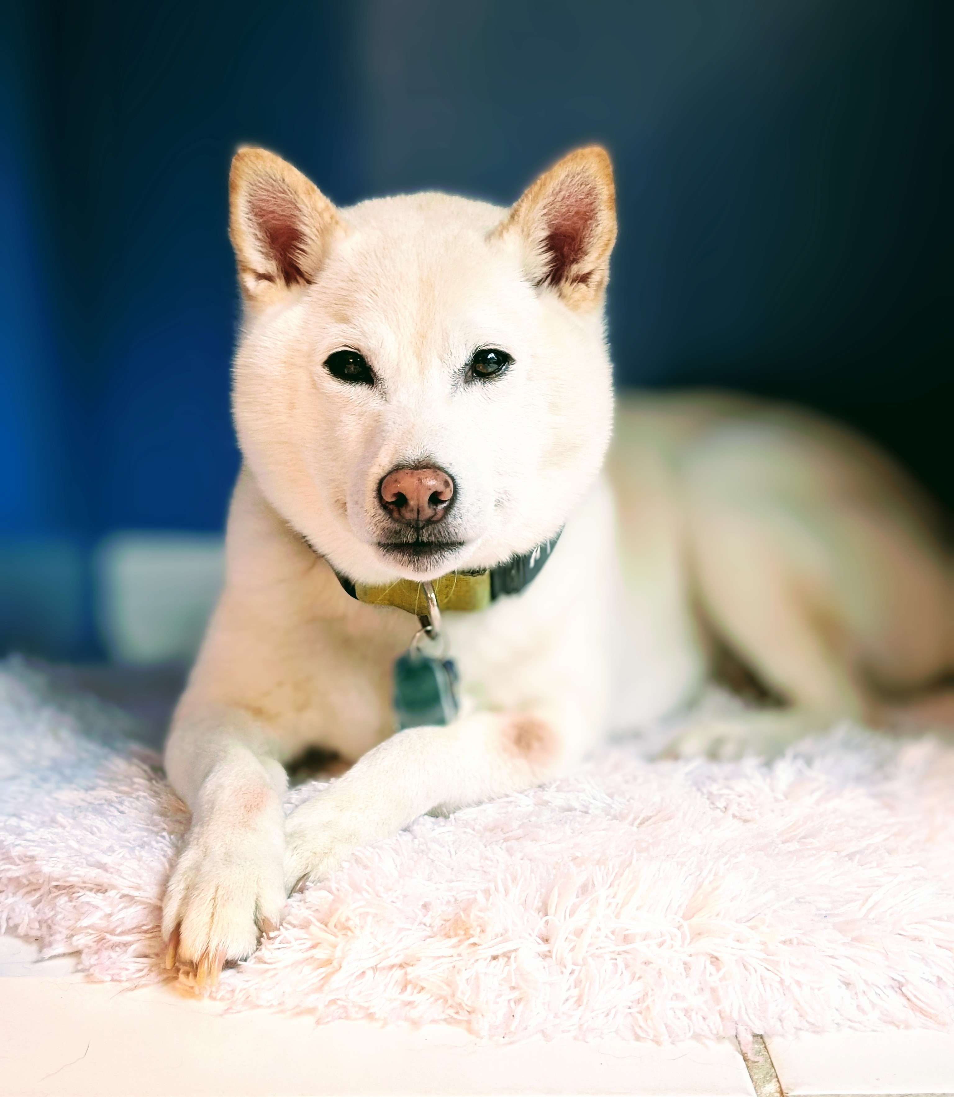The logo dog