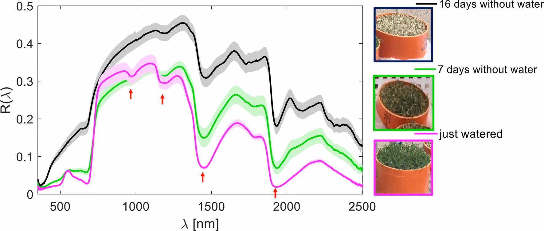 Grass reflectance image