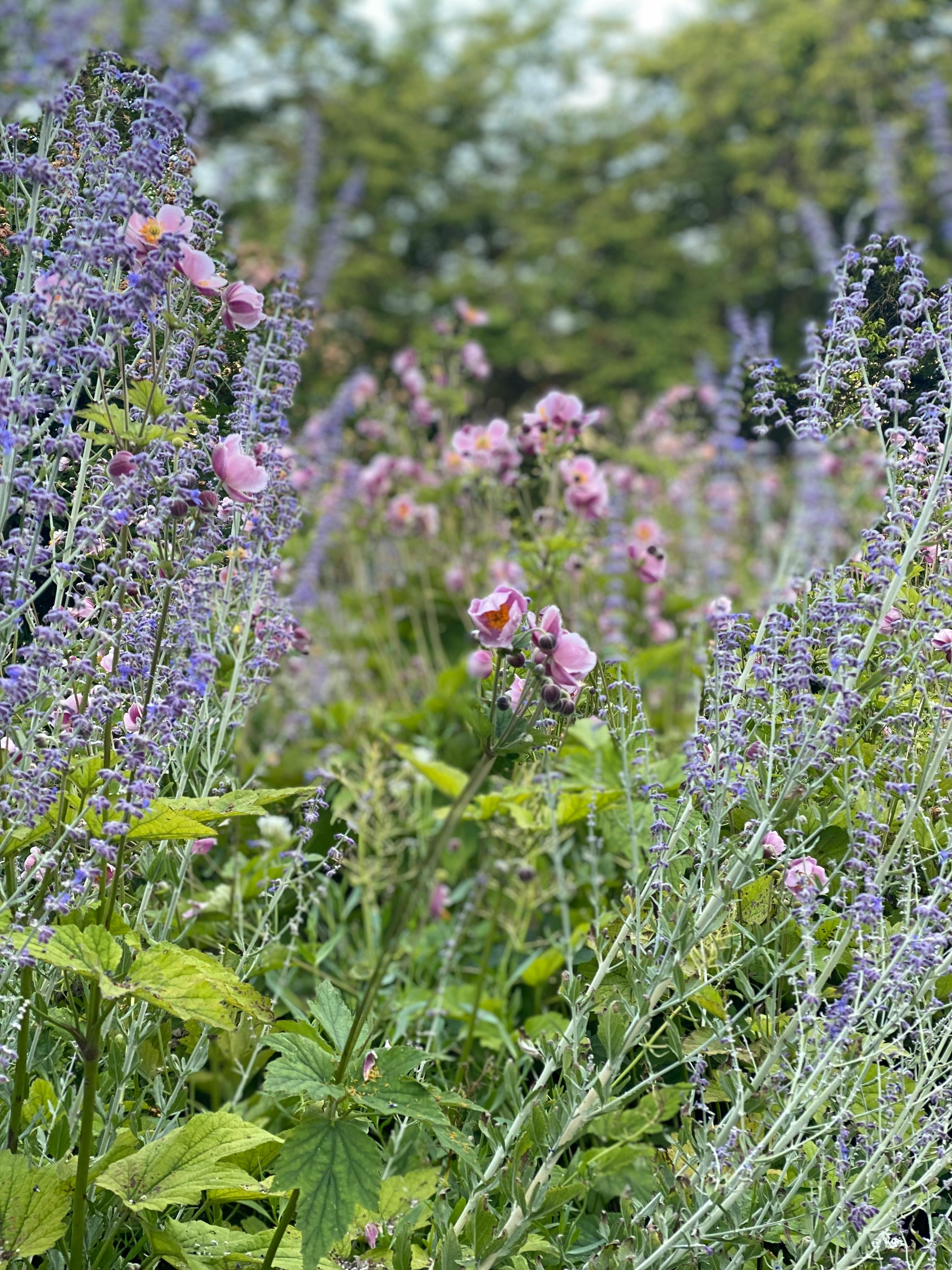 Wilder Garten mit rosa und violetten Blüten zwischen grünem Laub