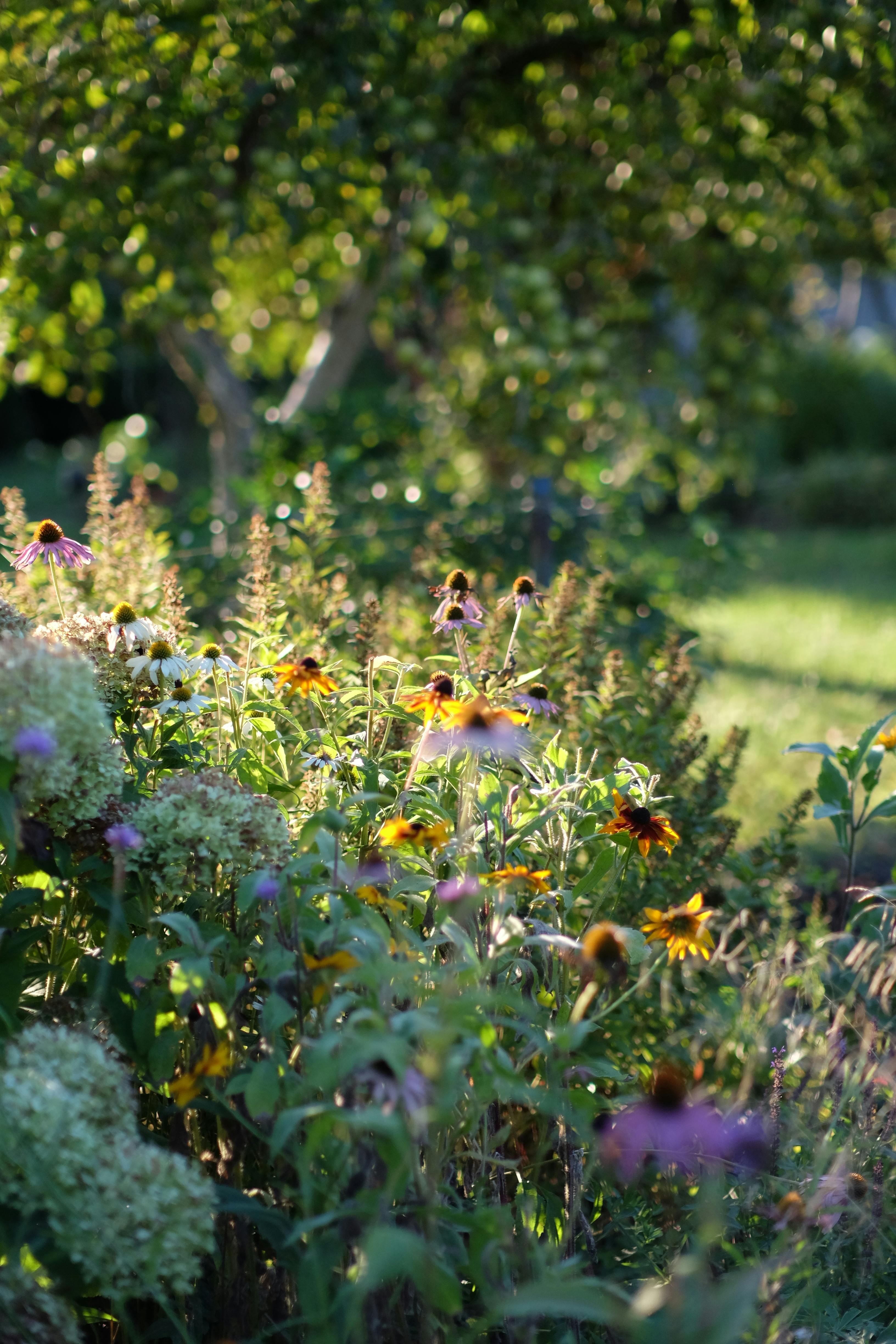 Blühender Garten mit verschiedenen Wildblumen und unscharfem Hintergrund aus Bäumen und Wiese