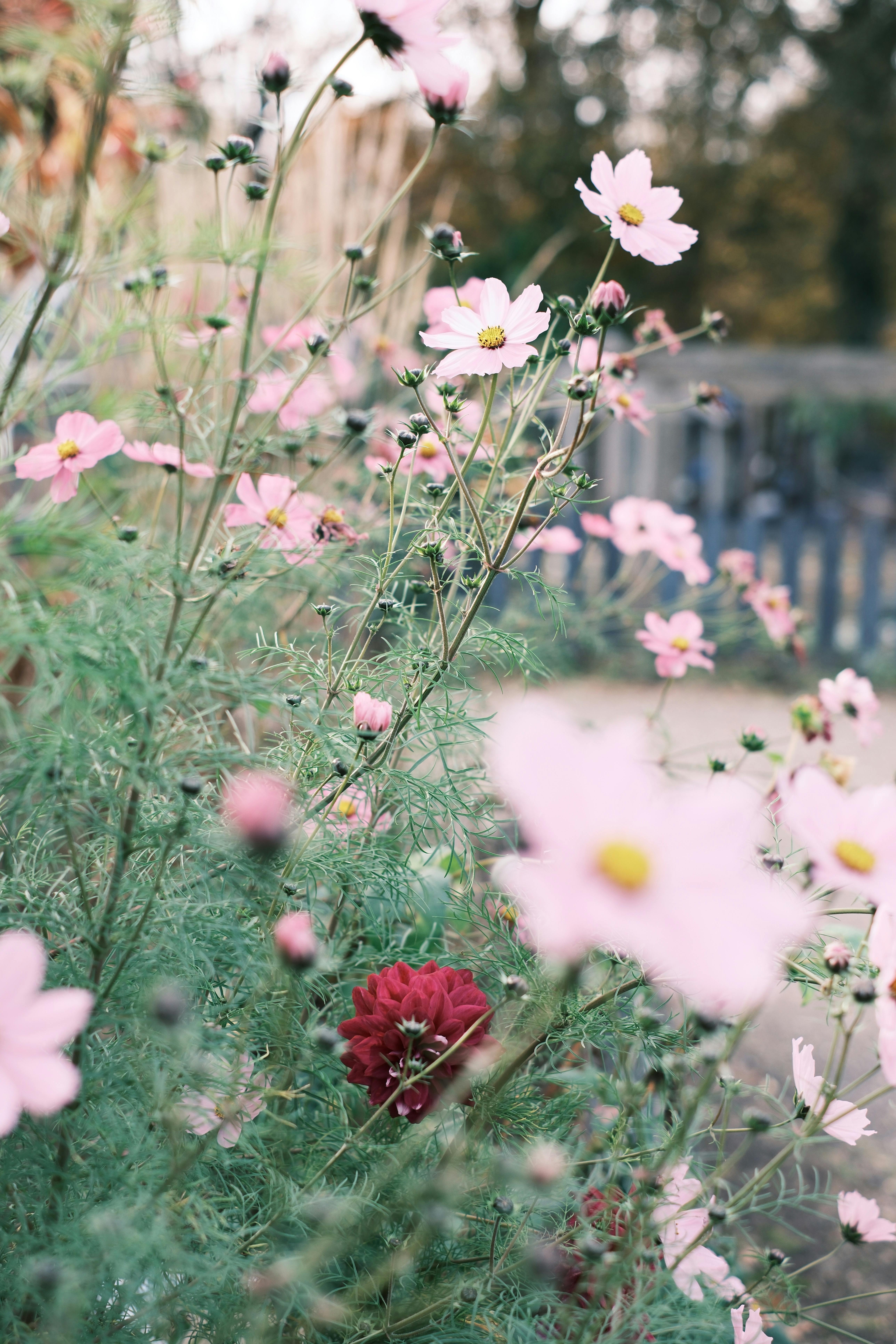 Zarte rosa Blüten und eine einzelne dunkelrote Blüte in einem Garten mit unscharfem Hintergrund