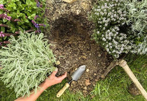 Hand, die Erde mit einer kleinen Gartenschaufel in einem Beet mit verschiedenen Kräutern lockert