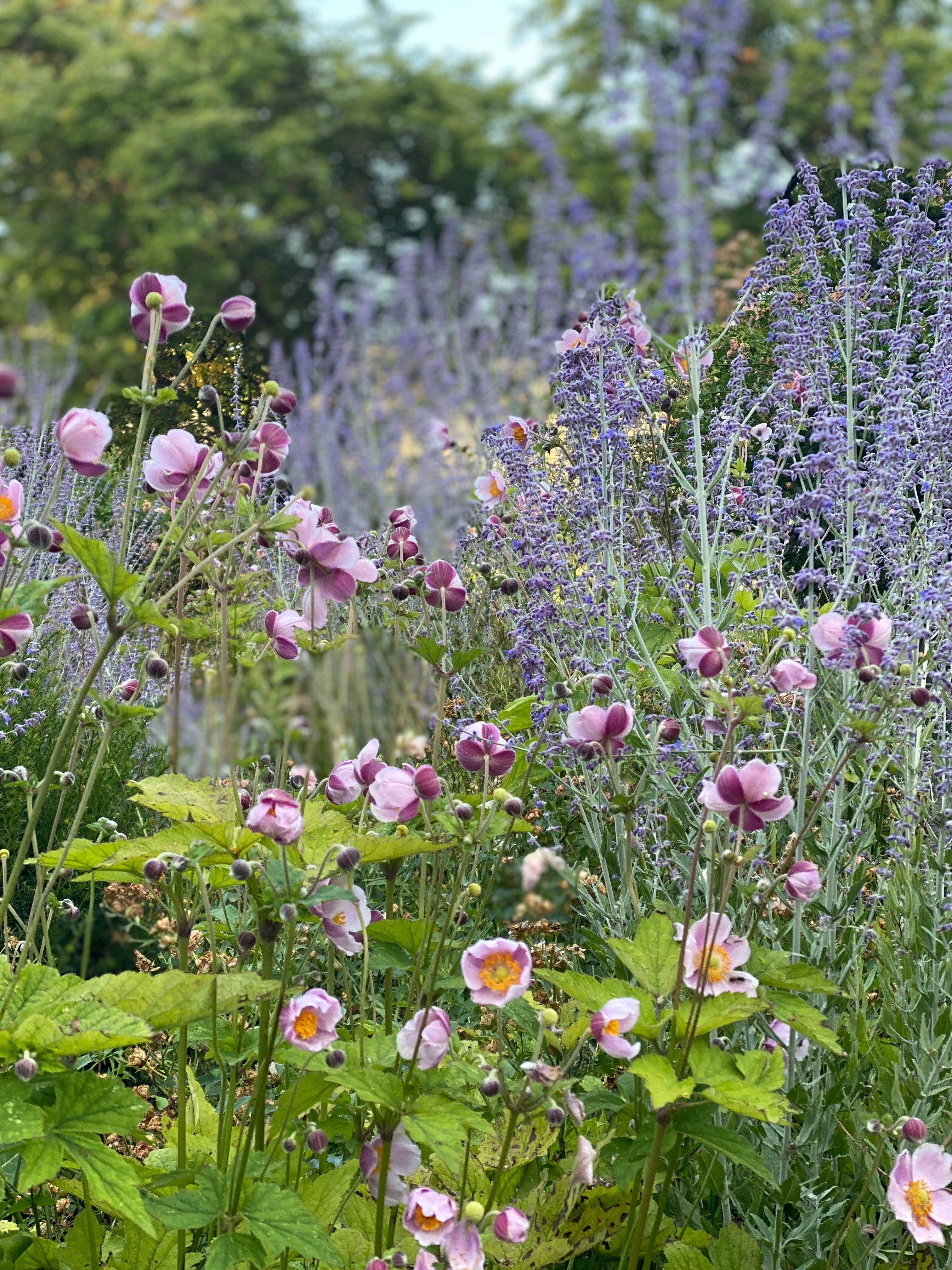 Blühender Garten mit rosa und lila Blüten sowie grünem Laub