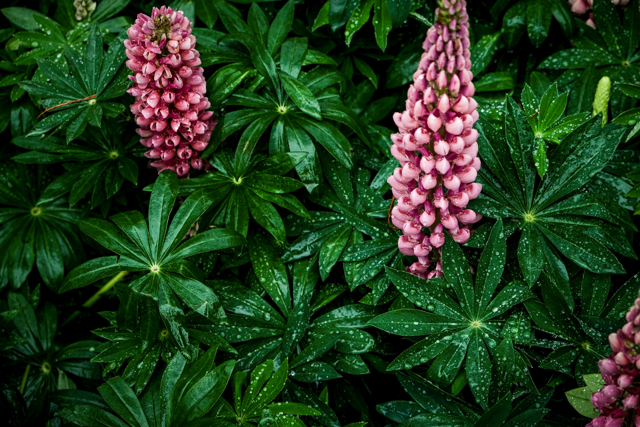 Zwei rosa Lupinenblüten mit tropfenbedeckten, handförmigen Blättern im Hintergrund