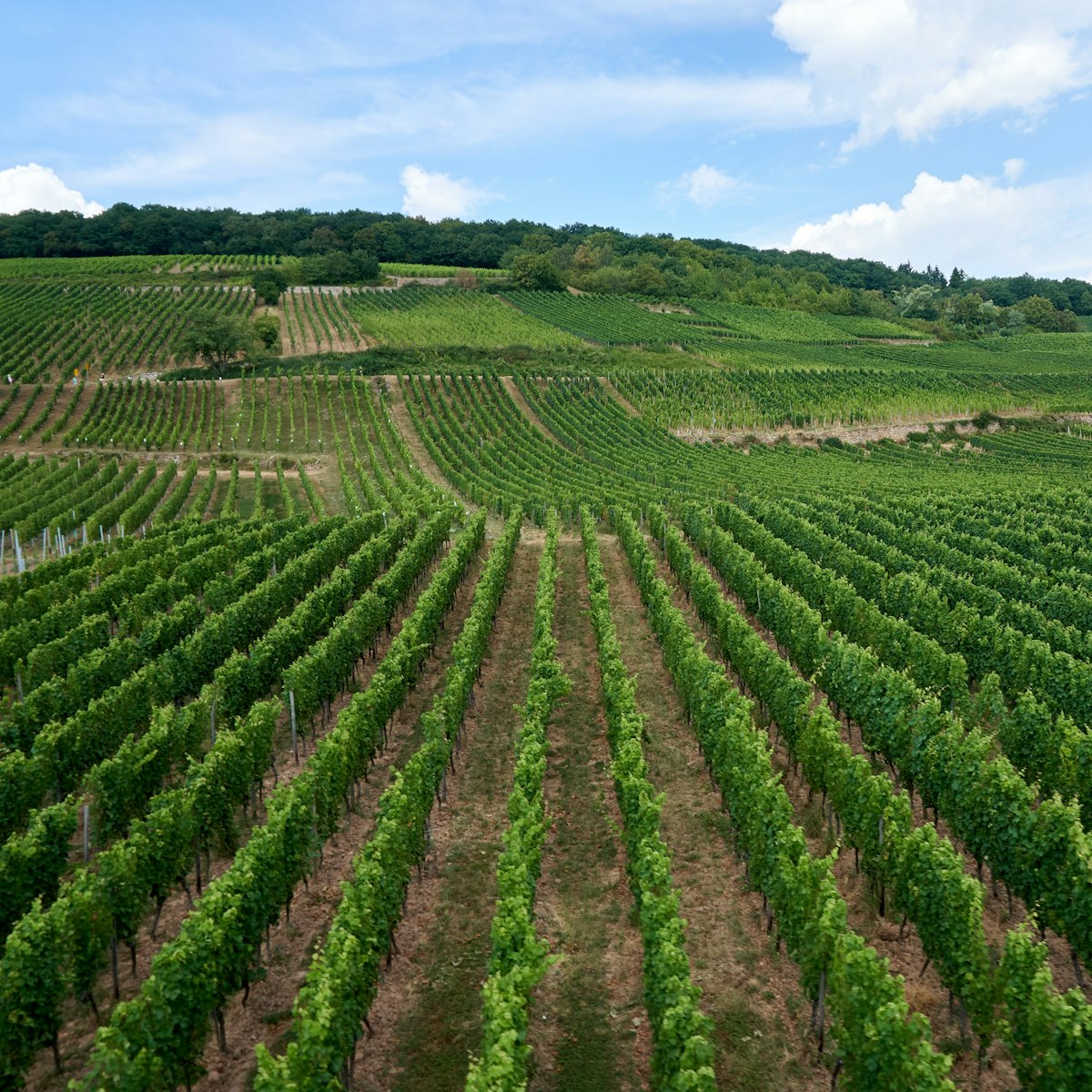 Rows of lush green grapevines on a hillside