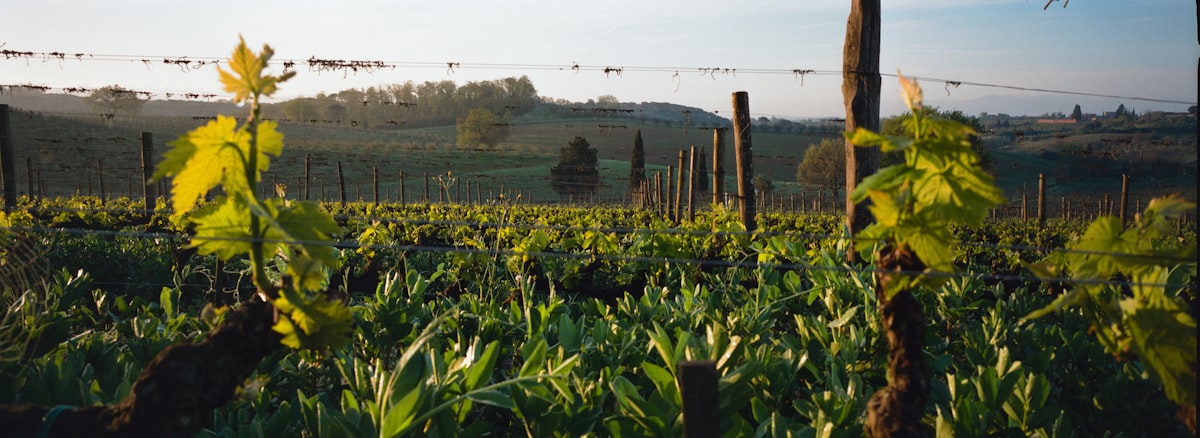 Rows of green vineyard plants under a clear sky