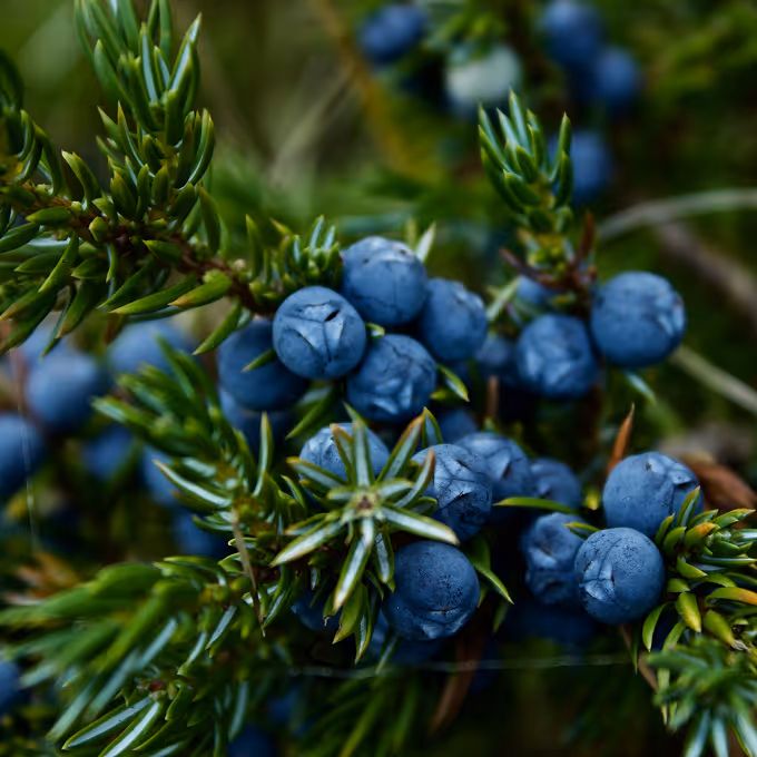 Close-up of blue juniper berries clustered among sharp green needle-like leaves. (Kristen Munk, unsplash)